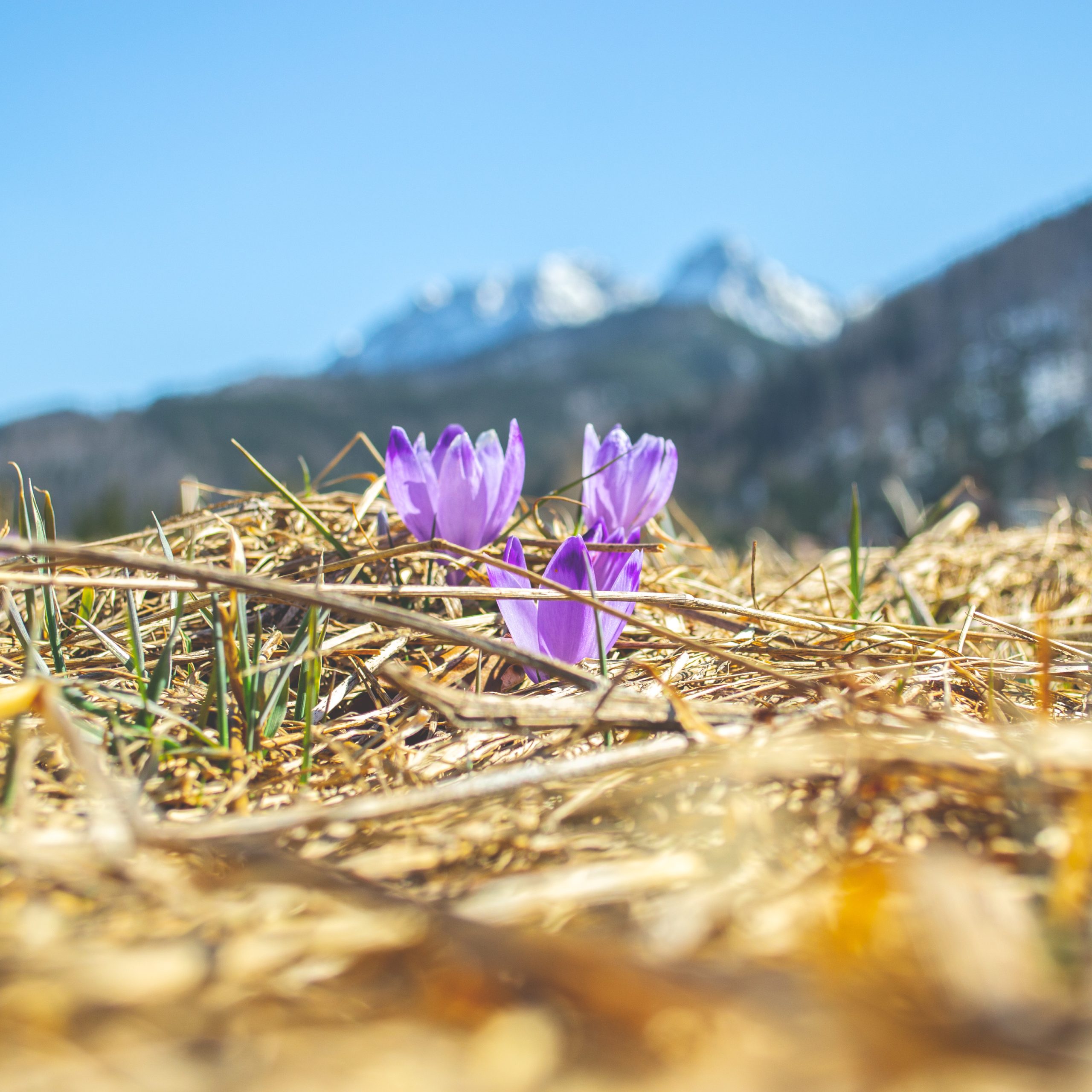 Majówka w Tatrach – Przewodnik 2026